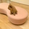 Puppies for sale Kyrgyzstan, Osh , Chow Chow puppies
