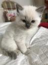 Kittens for sale Cyprus, Larnaca Ragdoll