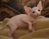 Kittens for sale Cyprus, Nicosia Other cat breed, sphynx