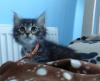 Kittens for sale Cyprus, Limassol Siberian