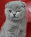 Продам котенка Украина, Киев Шотландская вислоухая