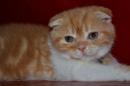 Продам котенка Украина, Одесса Скотиш страйт
