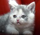 Продам котенка Украина, Днепропетровск Шотландская вислоухая