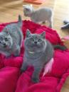 Kittens for sale Sweden, Sundsvall British Shorthair