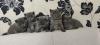 Kittens for sale Cyprus, Paphos British Shorthair