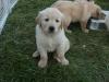 Puppies for sale Greece, Patra Golden Retriever