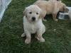 Puppies for sale Austria, Graz Golden Retriever