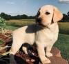 Puppies for sale Czech Republic, Nitra , Labradors Puppies