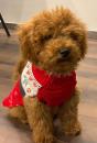 Puppies for sale Netherlands, Amsterdam , poodle