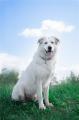 Отдам щенка в добрые руки Россия, Москва Метис, Ищет дом молодой и невероятно красивый пёс Норман!