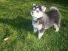 Puppies for sale Poland, , pomsky