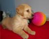Puppies for sale Italy, Pisa , Golden Retriever Puppies