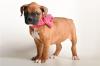 Puppies for sale Finland, Helsinki , Boxer Puppies