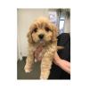Puppies for sale Germany, Baden-Baden , Cavapoo Puppies