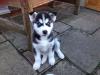Puppies for sale Luxembourg, Luxembourg , Siberian Husky
