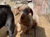 Puppies for sale Sweden, Dachshund