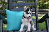 Puppies for sale Denmark, Aarhus , Siberian Husky Puppies