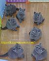 Kittens for sale United Kingdom, Aberdeen British Shorthair
