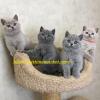 Kittens for sale Poland, Warsaw British Shorthair