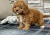 Puppies for sale Germany, , cavapoo