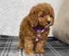 Puppies for sale Ireland, , cavapoo
