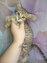Kittens for sale Cyprus, Nicosia Other cat breed, Savannah