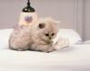 Kittens for sale Cyprus, Limassol Munchkin