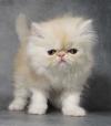 Kittens for sale Cyprus, Larnaca Persian