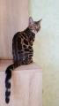 Продам котенка Украина, Одесса Бенгальская кошка