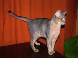 Окрасы абиссинских кошек: дикий, сорель, голубой окрас, фавн