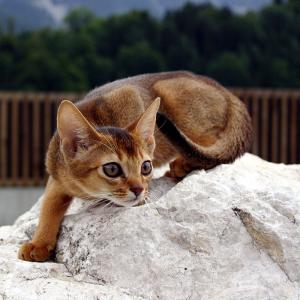 абиссинская кошка барнаул