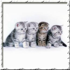 Silver Sharm. Британская кошка, Шотландская вислоу�…ая, Скотиш страйт