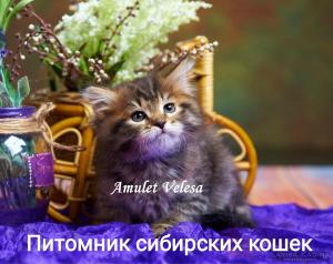 Амулет �’елеса. Сибирская кошка