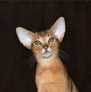 ABYMASCOT. Abyssinian