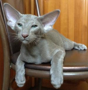 Deity*RU. Ориентальная кошка, Сиамская кошка