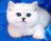 Питомник кошек Gregori al Gato - британские котята серебристые шиншиллы, сильвер-пойнт. Москва