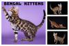 Cat breeders, cat catteries Pearlamur  cattery 