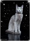 Питомник кошек Звезда Зодиака 