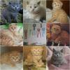 Cat breeders, cat catteries Plush Miracle 