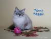 Питомник кошек Neva Magic 