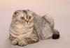 Питомник кошек WISHMASTER Scottish Fold Cattery 