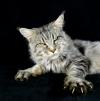 Питомник кошек Silver Lynx 