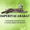 Питомник кошек Империя Каракет .Imperiya Caracat Петербург