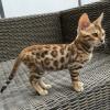 Cat clubs Purebred Bengal kittens 