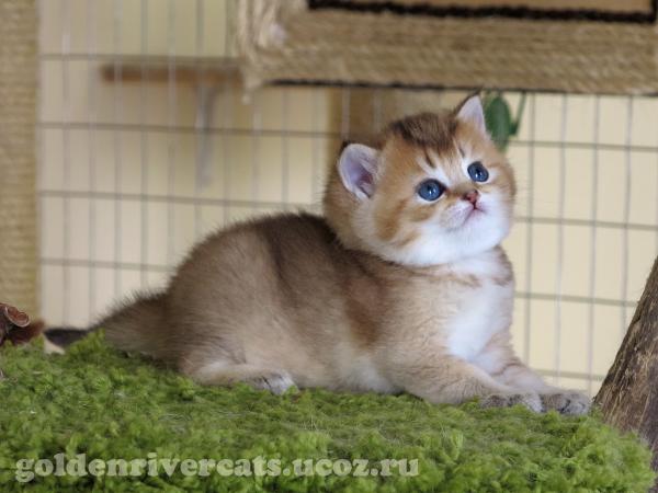 сиамская кошка ростов