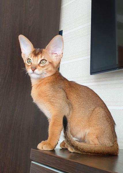 сиамская кошка минск